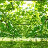 日本のブドウ栽培量 Japan’s Grapes Production