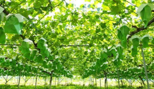 果樹栽培における誘引 Fixing branches in fruit tree cultivation