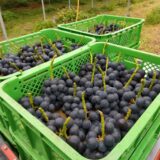 日本の生食用ブドウの歴史 History of Grapes in Japan