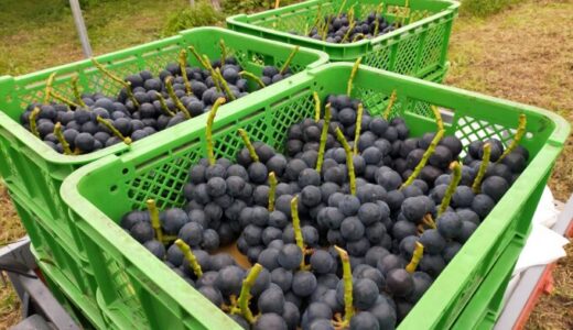 日本の生食用ブドウの歴史 History of Grapes in Japan
