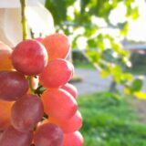 ブドウ品種の分類と生産量 Grape Variety Classification and Production Volume