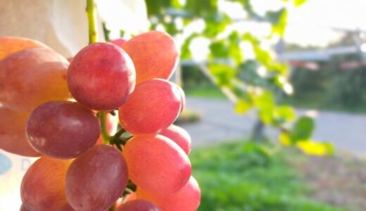 ブドウ品種の分類と生産量 Grape Variety Classification and Production Volume
