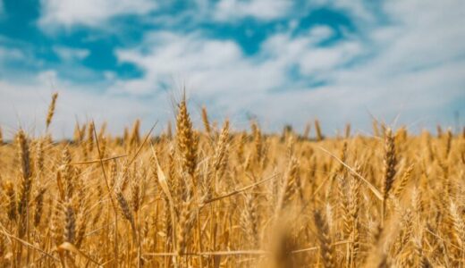 小麦の貿易フローとウクライナ Wheat Trade Flows and Ukraine