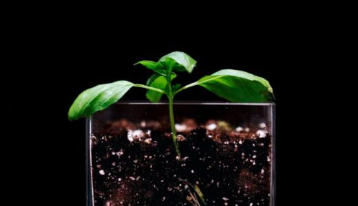 発芽と新梢生長　根の発達と養分吸収 Root development and nutrient absorption