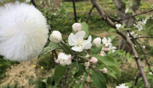 リンゴの人工授粉 Artificial pollination of apples
