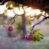 果樹の結果修正と整枝剪定 Fruit tree habit and pruning
