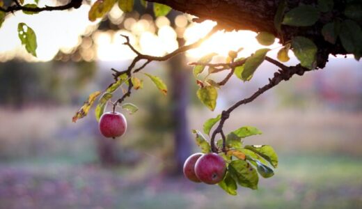果樹の結果修正と整枝剪定 Fruit tree habit and pruning