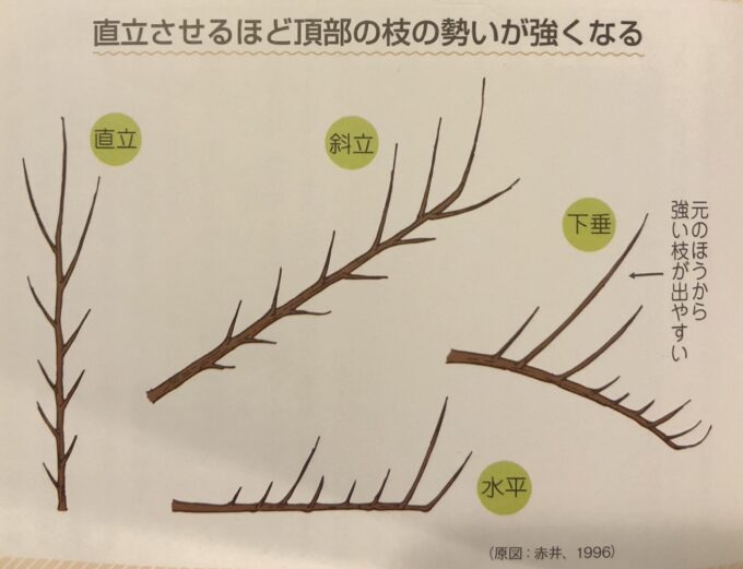 果樹の結果修正と整枝剪定 Fruit Tree Habit And Pruning Grapevine Shinshu Nakano