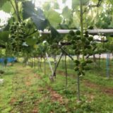 シャインマスカットの摘粒概論 Overview of picking grapes