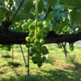 ブドウの摘粒ガイドライン Grape Picking Guidelines