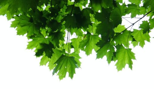 ブドウの樹齢と樹勢 Grapevine age and vigor