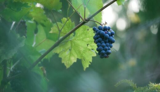 ブドウ栽培の歴史 History of Grape Cultivation